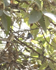 Myioborus miniatus