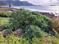 Pipturus arborescens