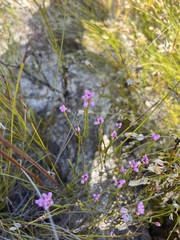 Erica corifolia