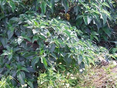 Pipturus arborescens