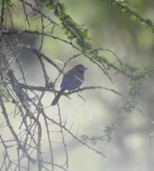Granatina ianthinogaster