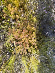 Serruria inconspicua