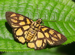 Odina hieroglyphica