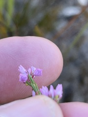 Erica corifolia