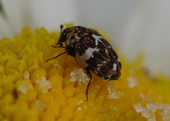 Anthrenus angustefasciatus