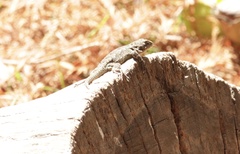 Sceloporus grammicus