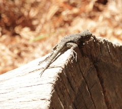 Sceloporus grammicus