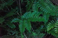 Adiantum latifolium