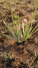 Bulbine narcissifolia