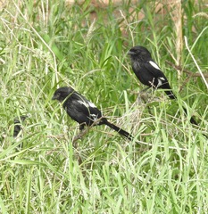 Lanius melanoleucus
