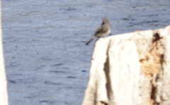 Sayornis nigricans
