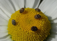 Anthrenus angustefasciatus