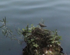 Actitis macularius