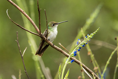 Elliotomyia chionogaster