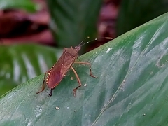 Leptoscelis elongator