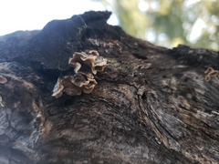 Auricularia mesenterica