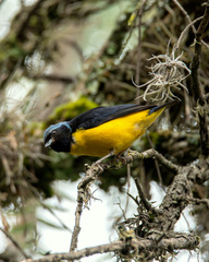 Chlorophonia cyanocephala