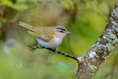 Vireo chivi