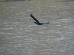 Phalacrocorax carbo