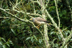 Rupornis magnirostris