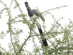 Corythaixoides leucogaster