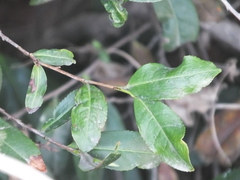 Camellia sinensis