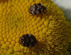 Anthrenus angustefasciatus