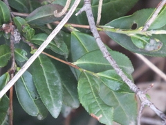 Camellia sinensis