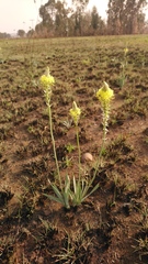 Bulbine narcissifolia