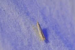 Coleophora versurella