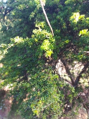 Adenocarpus foliolosus