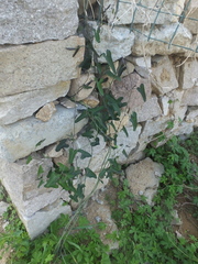 Aristolochia debilis