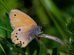 Coenonympha leander
