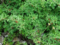 Indigofera trifoliata