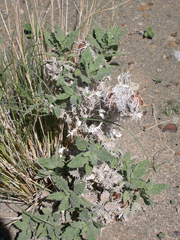 Codon royenii