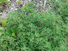 Indigofera trifoliata