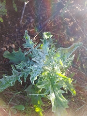 Andryala pinnatifida