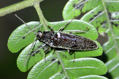 Synchroa punctata