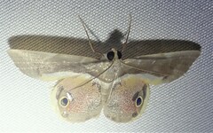Opisthoxia