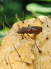 Spilostethus furcula