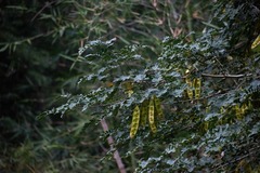 Albizia lebbeck