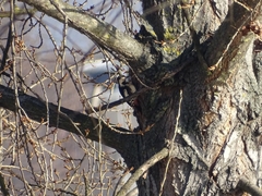 Dendrocopos syriacus