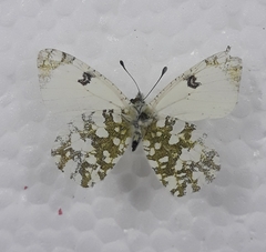 Euchloe crameri