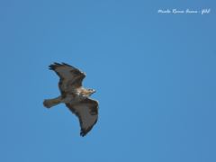 Buteo buteo