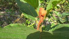 Dipterocarpus
