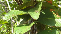 Dipterocarpus