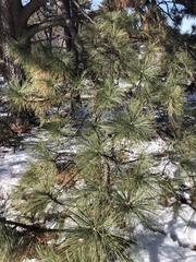 Pinus canariensis