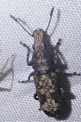 Ptychoderini