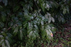 Lonchocarpus punctatus