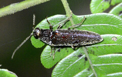 Synchroa punctata